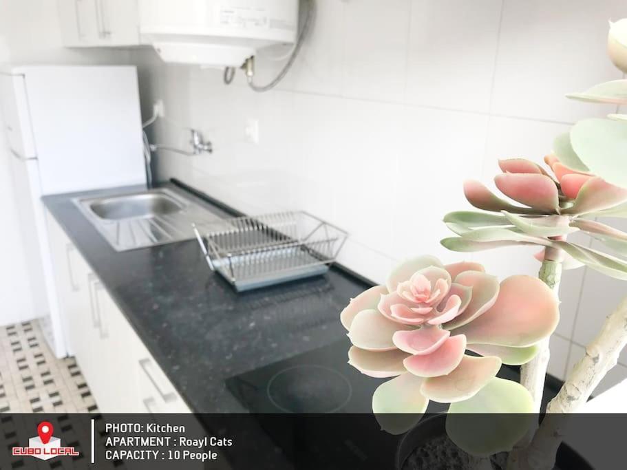 Royal Cats Apartment Porto Dış mekan fotoğraf